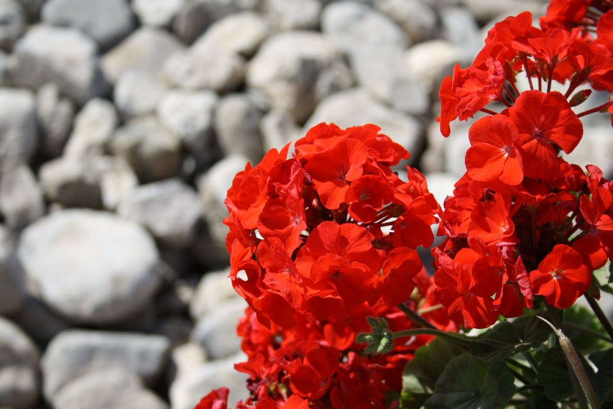 Distribution of flower seedlings to renters of family accommodation